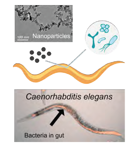 Figure 2. A nano-host-microbe experimental scheme, illustrating the nematode C. elegans with bacteria residing in gut as well as a TEM image of TiO2 nanoparticles.