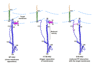 Models for influenza HA2-mediated membrane apposition based on our experimental data.