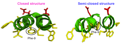 Structures of the influenza virus HA2 fusion peptide in membrane deduced from our NMR data.